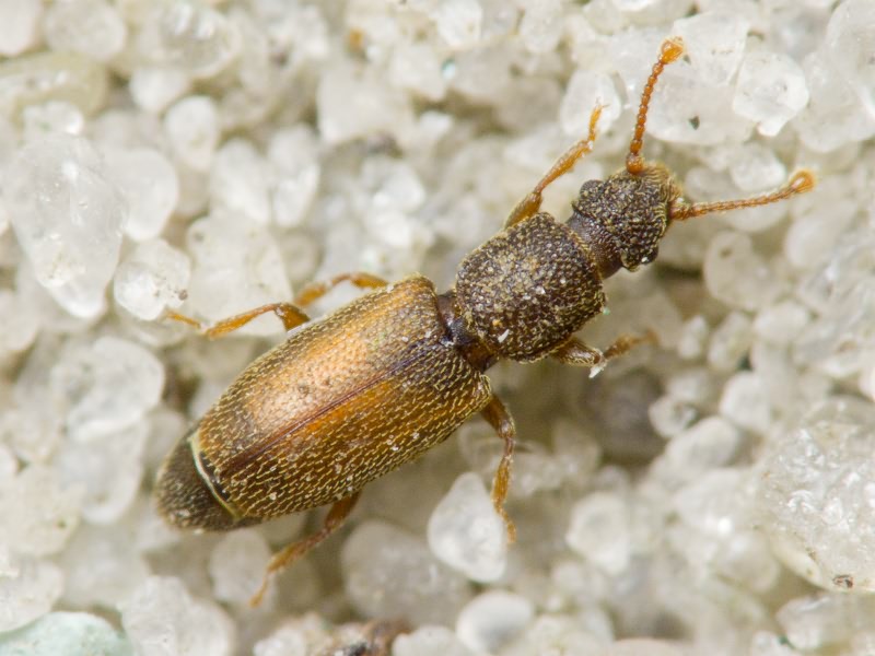 Monotoma bicolor A.Villa & G.Villa, 1835