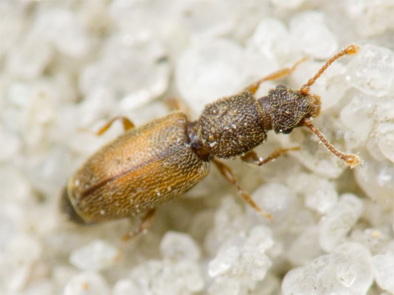 Monotoma bicolor A.Villa & G.Villa, 1835