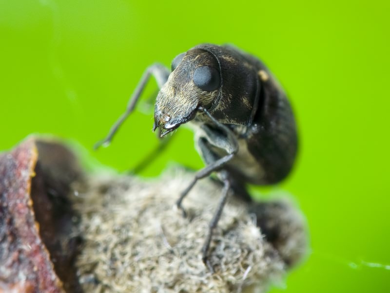 Rhaphitropis marchica (Herbst, 1797)