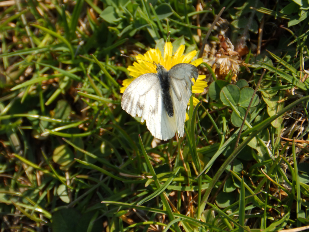 Pieris napi (Linnaeus, 1758)