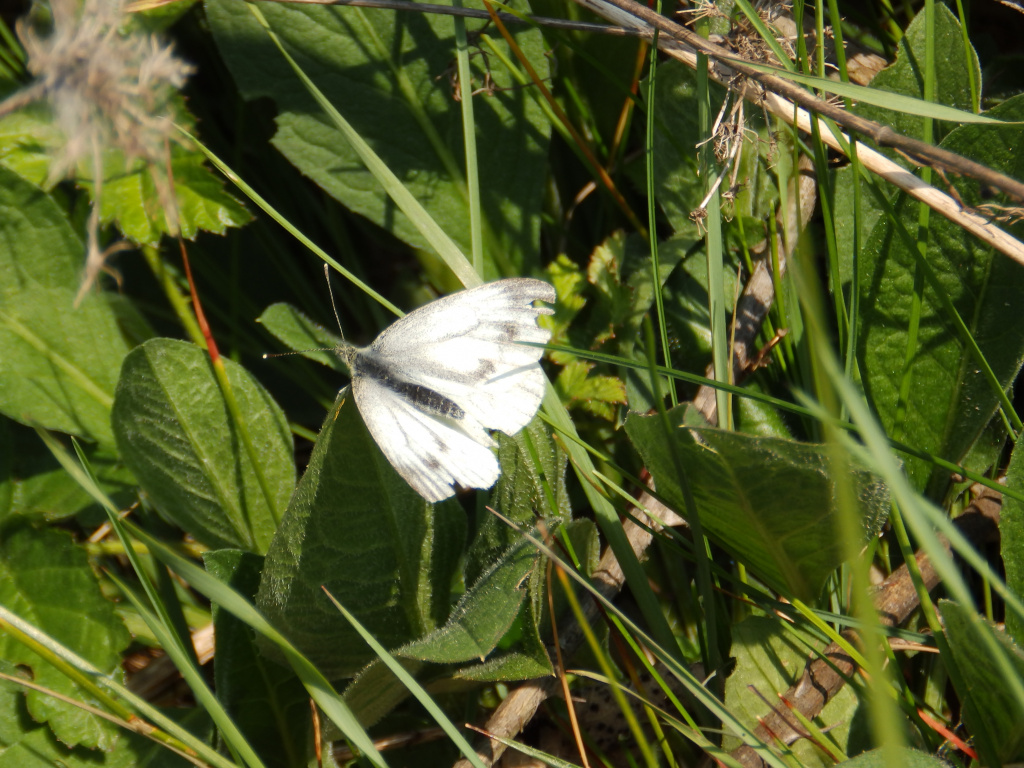 Pieris napi (Linnaeus, 1758)