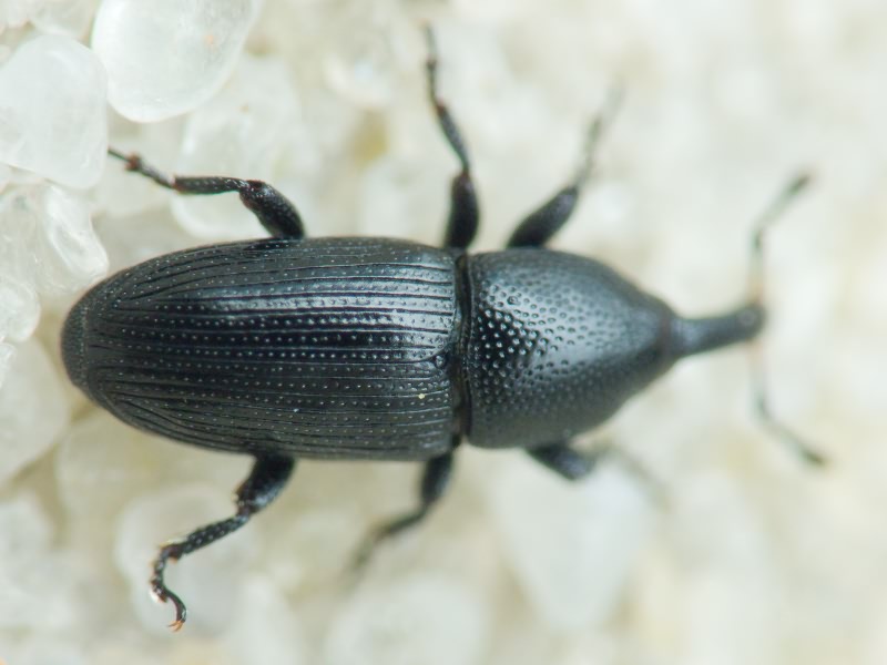 Labiaticola melas Boheman, 1836