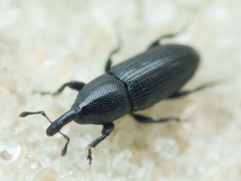 Labiaticola melas Boheman, 1836