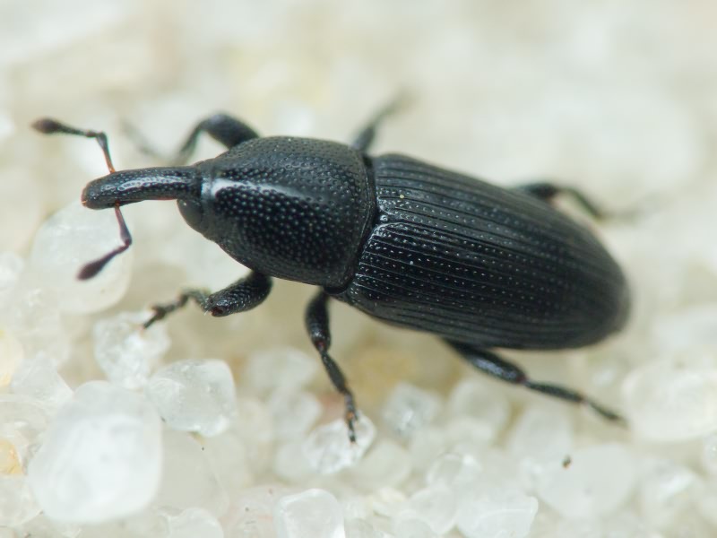 Labiaticola melas Boheman, 1836