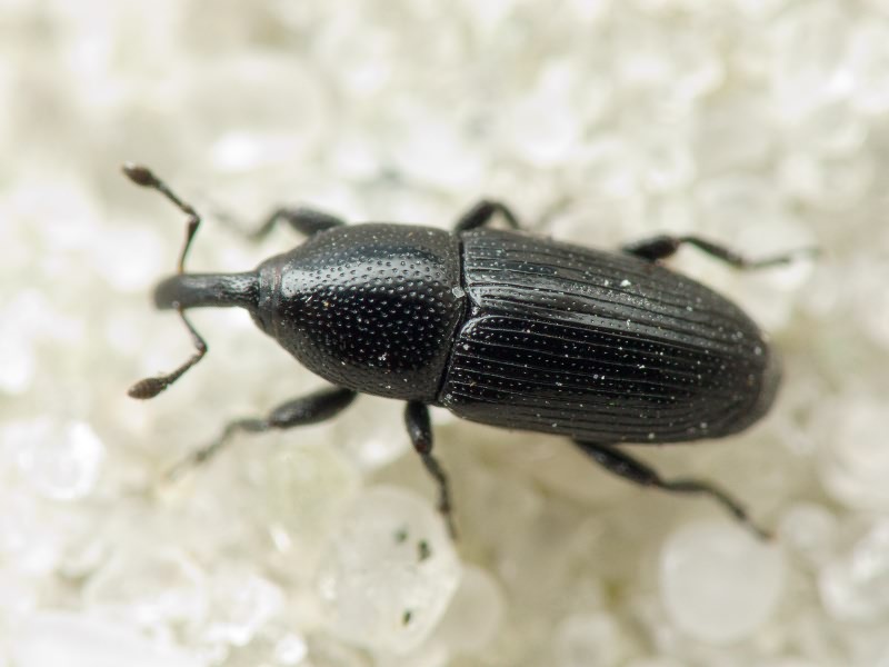 Labiaticola melas Boheman, 1836