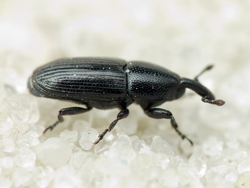 Labiaticola melas Boheman, 1836