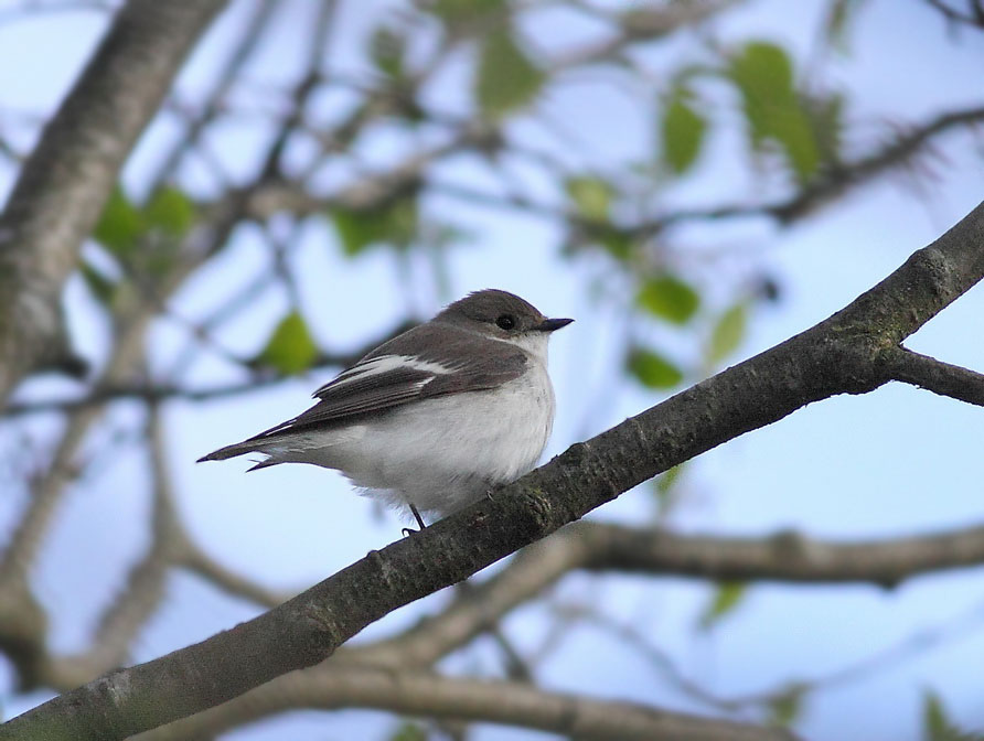 Ficedula hypoleuca (Pallas, 1764)