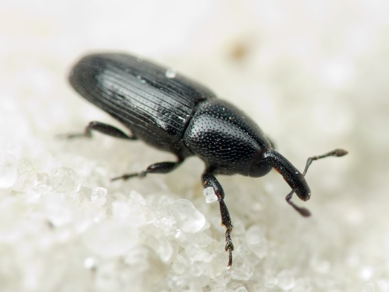 Labiaticola melas Boheman, 1836