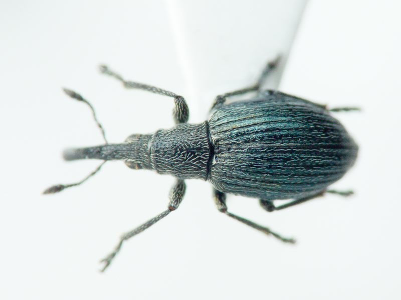 Aspidapion radiolus Marsham, 1802