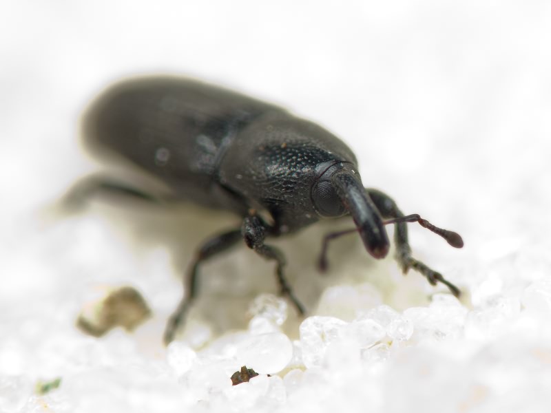 Labiaticola melas Boheman, 1836