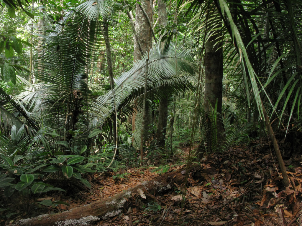 Attalea microcarpa