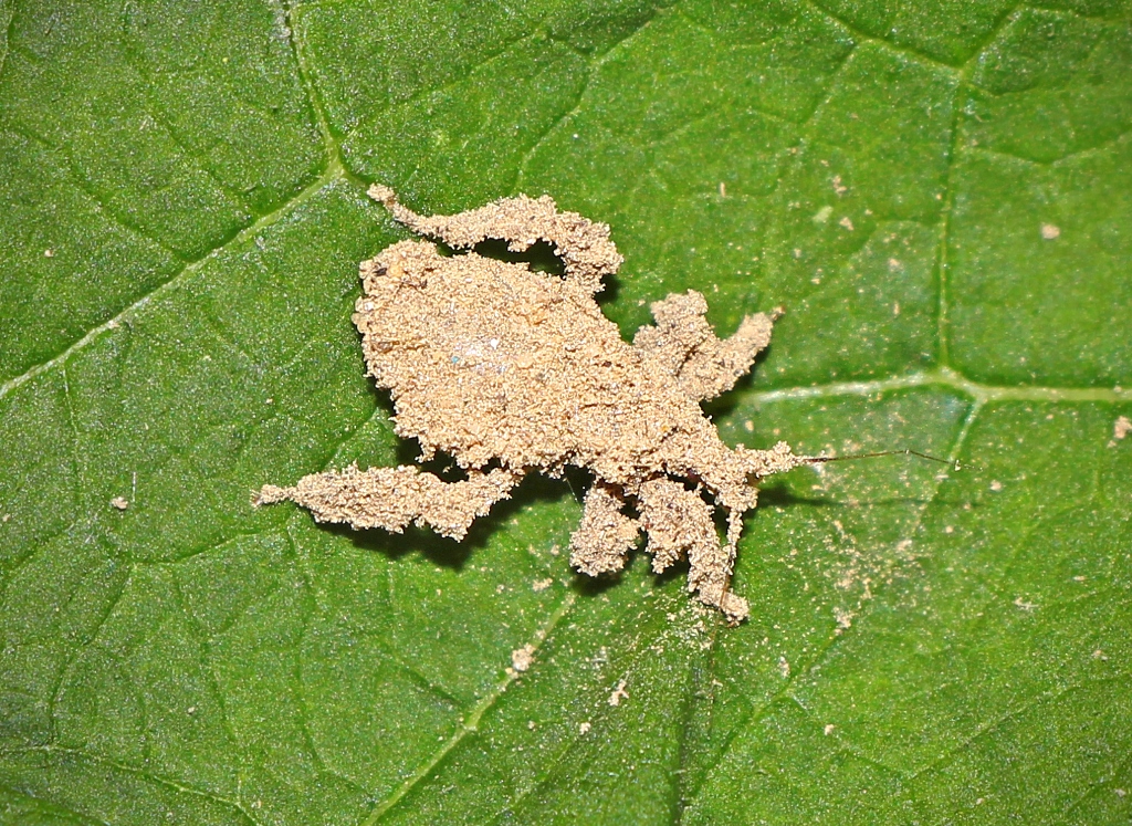 Reduvius personatus (Linnaeus, 1758)
