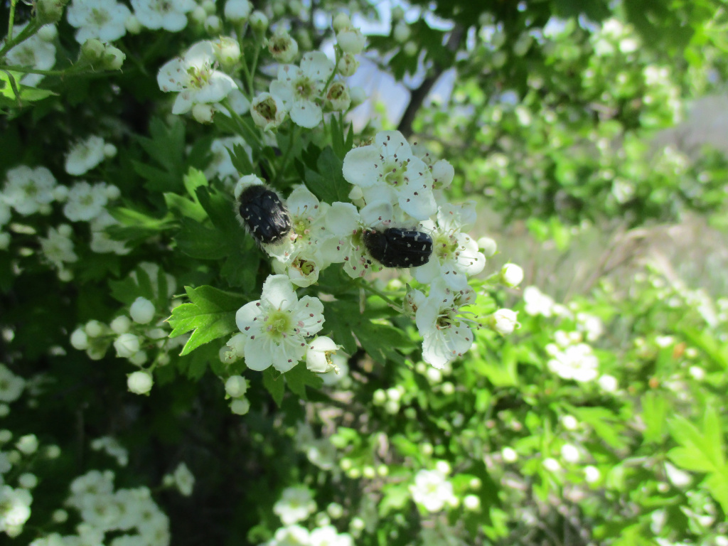 Tropinota hirta (Poda, 1761)