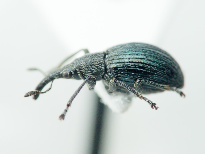 Aspidapion radiolus Marsham, 1802