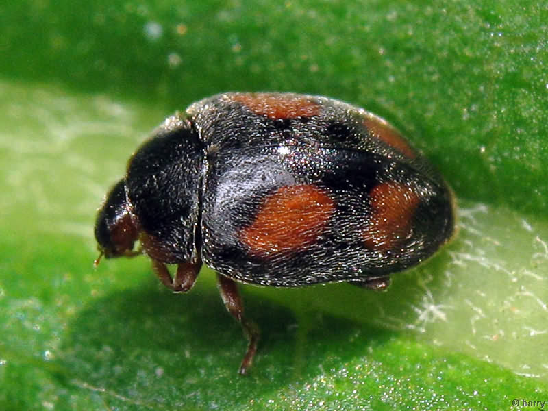 Scymnus (Scymnus) frontalis (Fabricius, 1787)