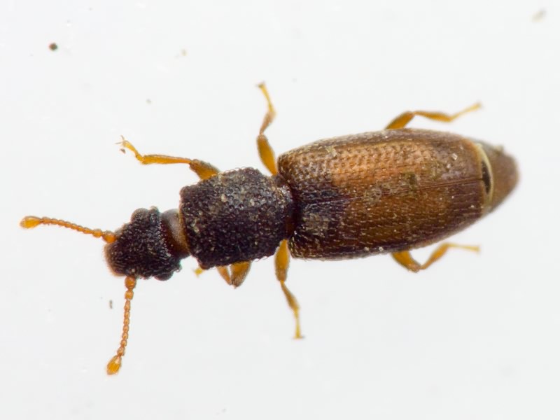 Monotoma bicolor A.Villa & G.Villa, 1835