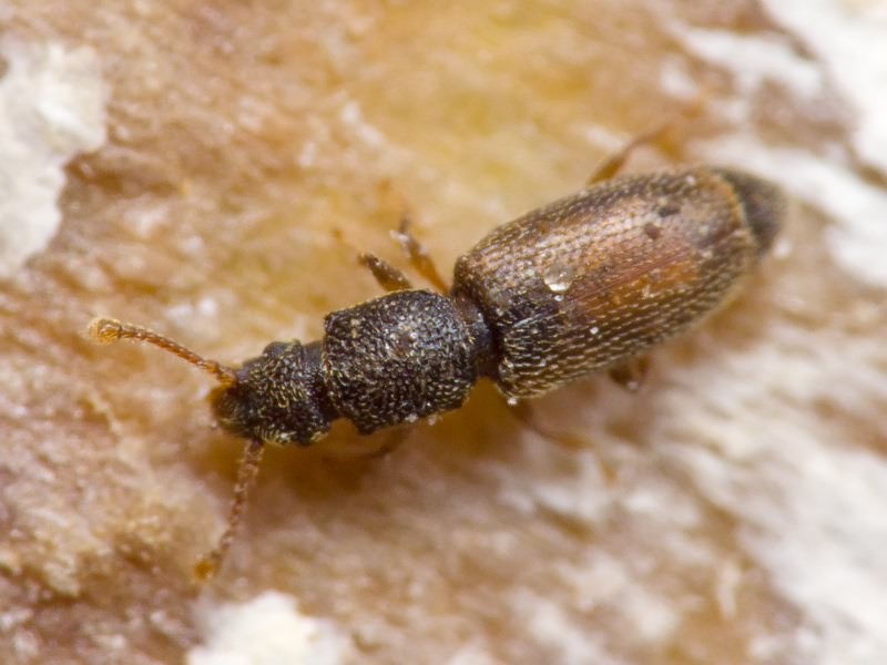 Monotoma bicolor A.Villa & G.Villa, 1835