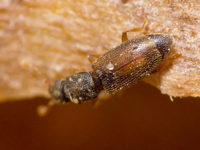 Monotoma bicolor A.Villa & G.Villa, 1835