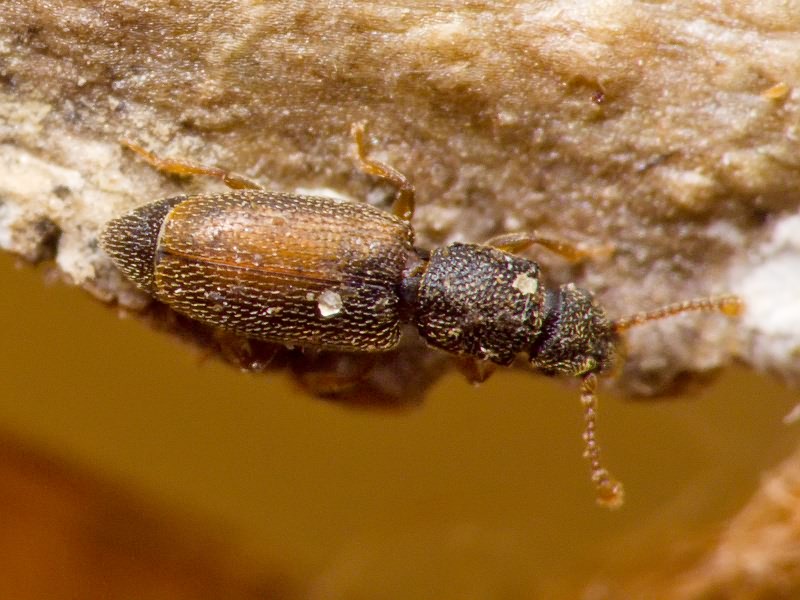 Monotoma bicolor A.Villa & G.Villa, 1835