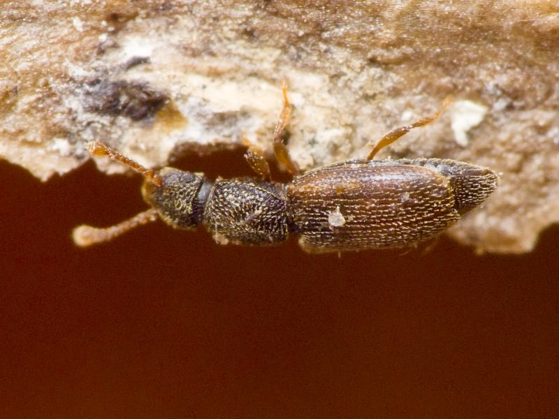 Monotoma bicolor A.Villa & G.Villa, 1835