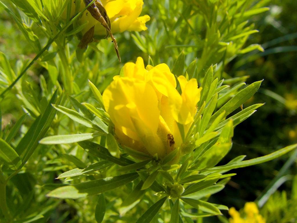 Cytisus austriacus L.