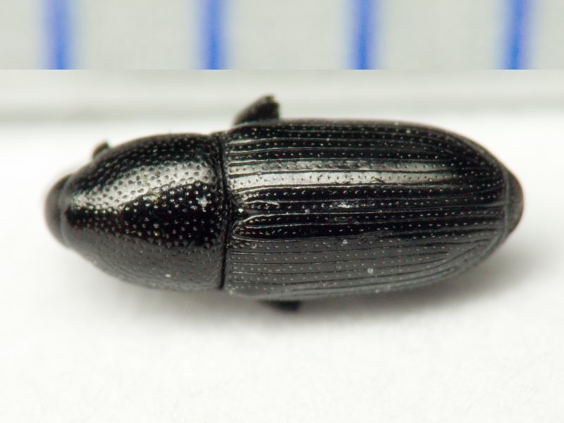 Labiaticola melas Boheman, 1836