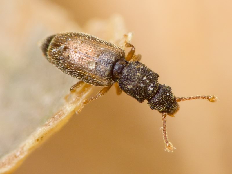 Monotoma bicolor A.Villa & G.Villa, 1835