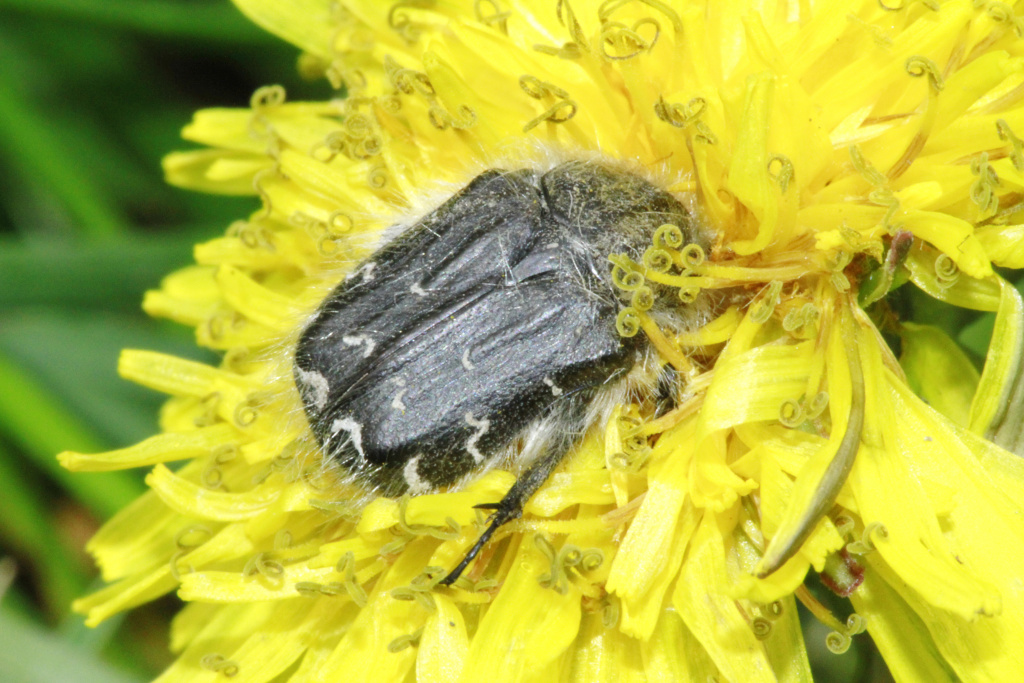 Tropinota (Epicometis) hirta (Poda, 1761)