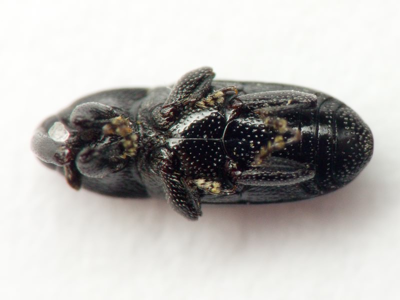 Labiaticola melas Boheman, 1836