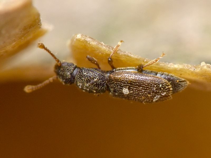 Monotoma bicolor A.Villa & G.Villa, 1835