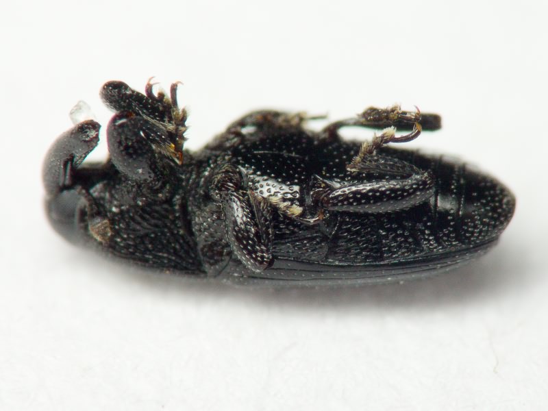 Labiaticola melas Boheman, 1836