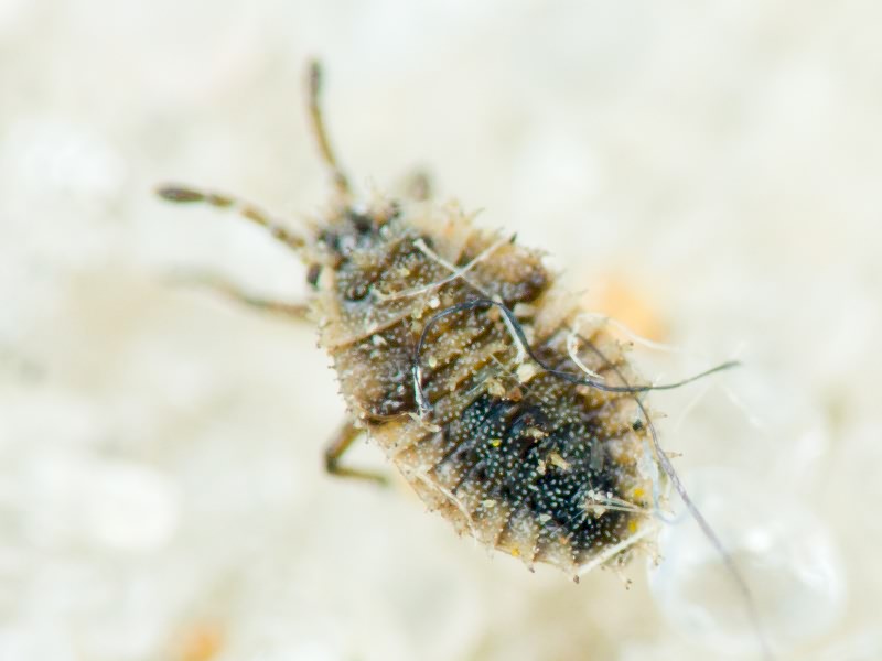 Tingis (Neolasiotropis) pilosa Hummel, 1825