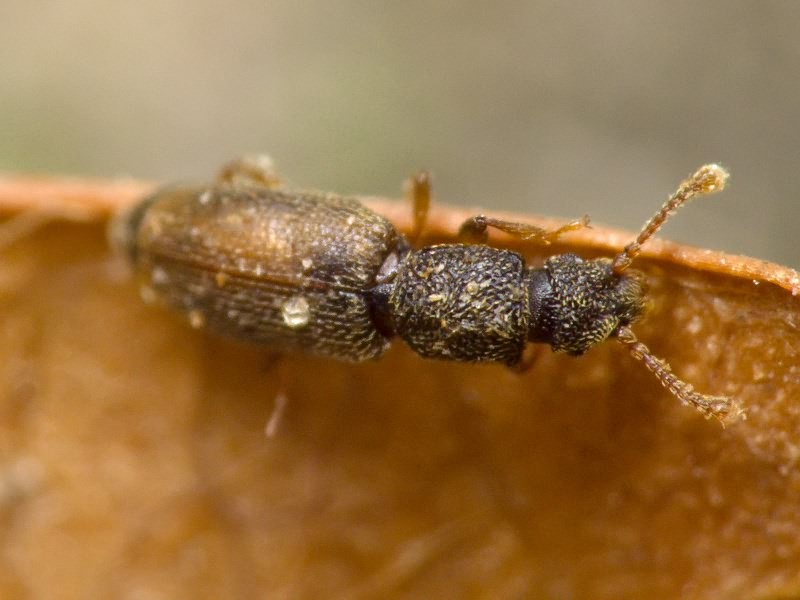 Monotoma bicolor A.Villa & G.Villa, 1835