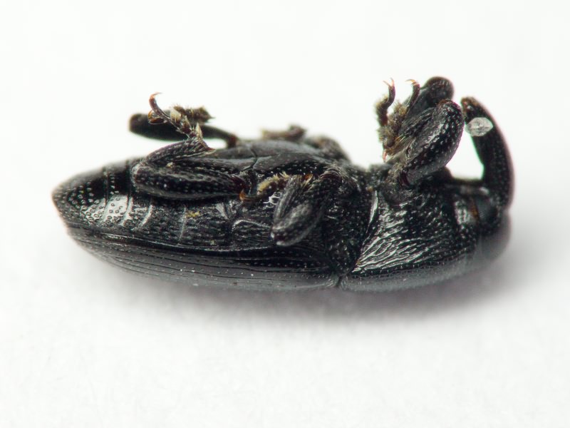Labiaticola melas Boheman, 1836