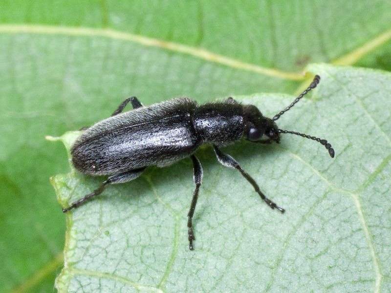 Nemonyx lepturoides (Fabricius, 1801)