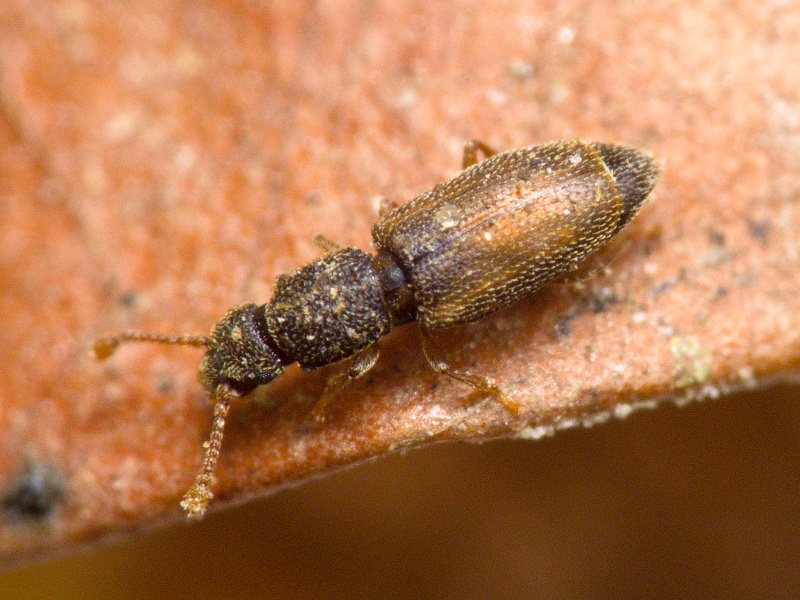 Monotoma bicolor A.Villa & G.Villa, 1835