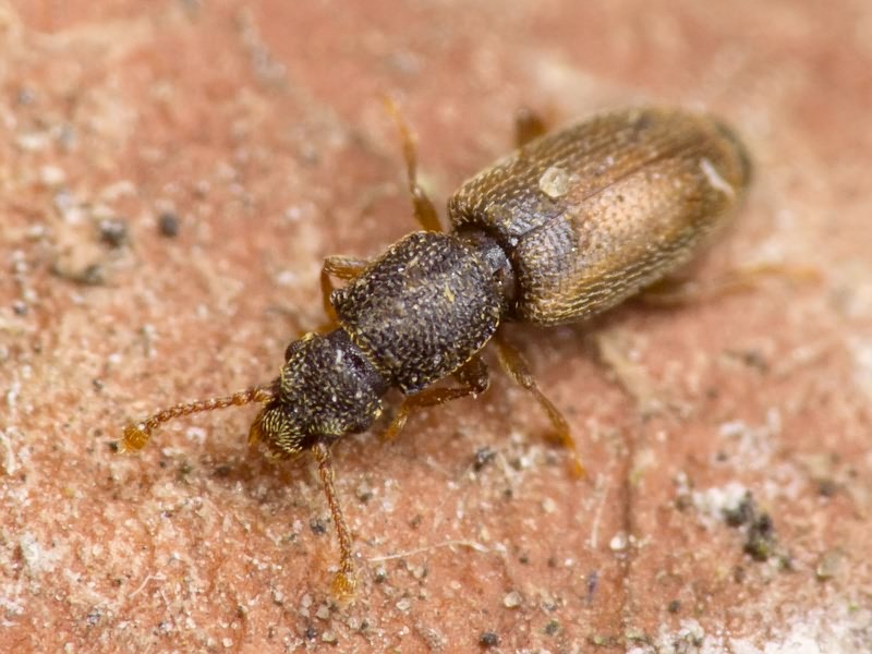 Monotoma bicolor A.Villa & G.Villa, 1835