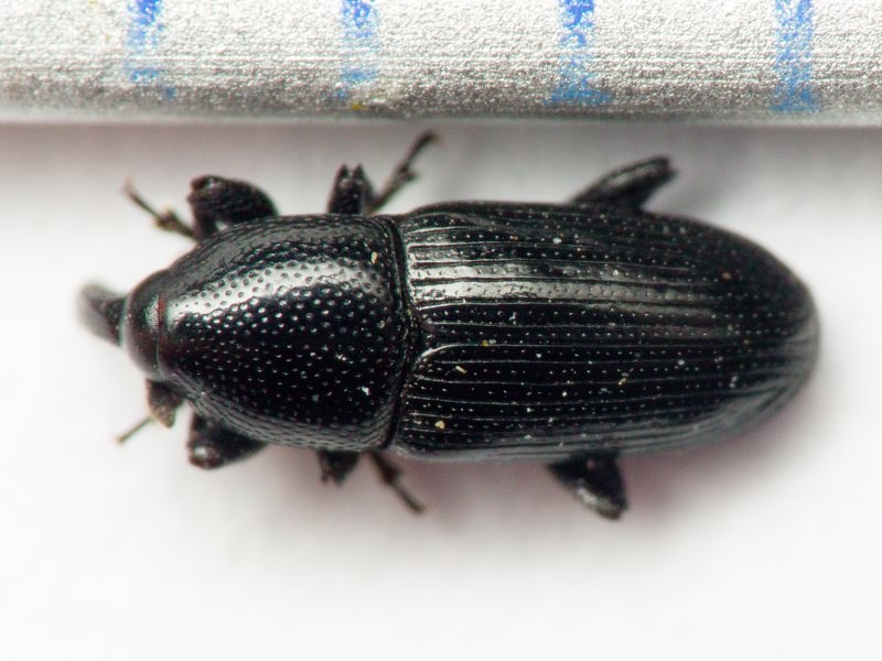 Labiaticola melas Boheman, 1836