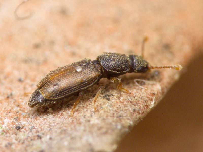 Monotoma bicolor A.Villa & G.Villa, 1835