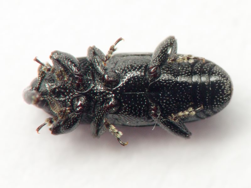 Labiaticola melas Boheman, 1836