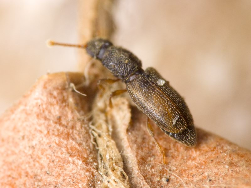 Monotoma bicolor A.Villa & G.Villa, 1835