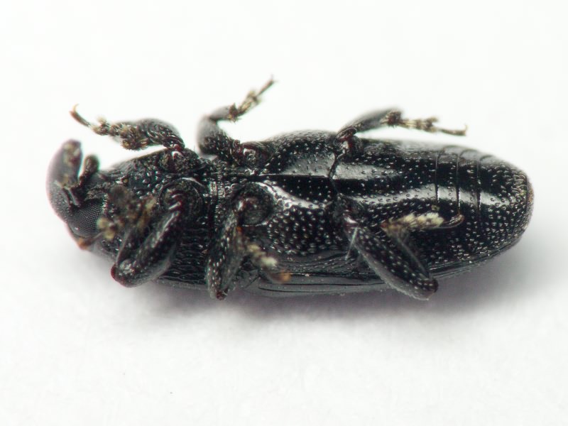 Labiaticola melas Boheman, 1836