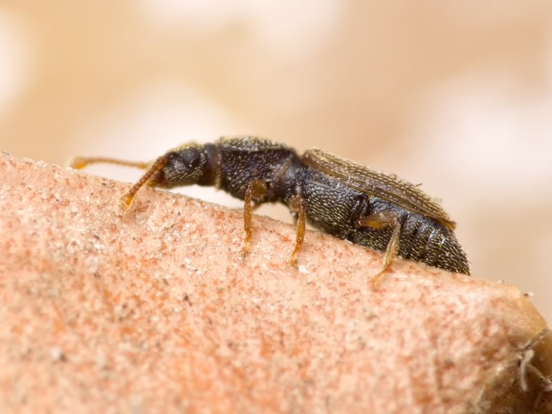 Monotoma bicolor A.Villa & G.Villa, 1835