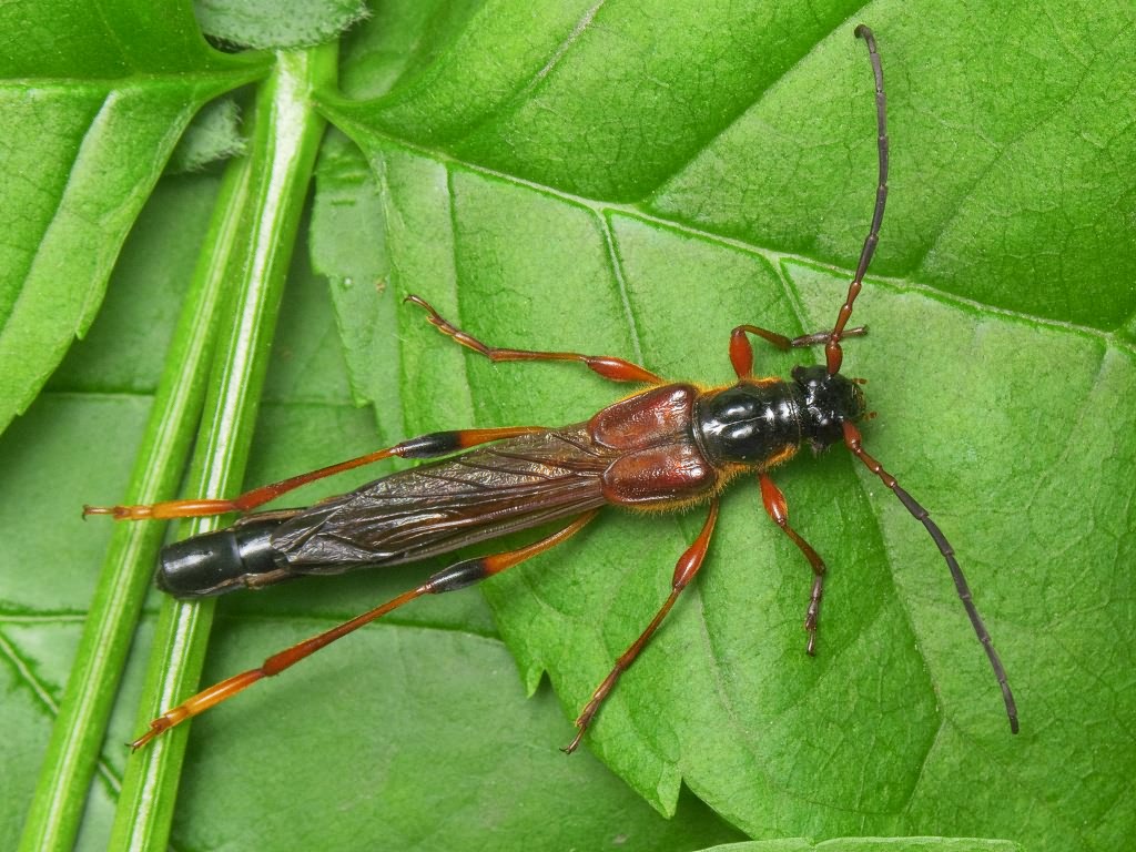 Necydalis major Linnaeus, 1758