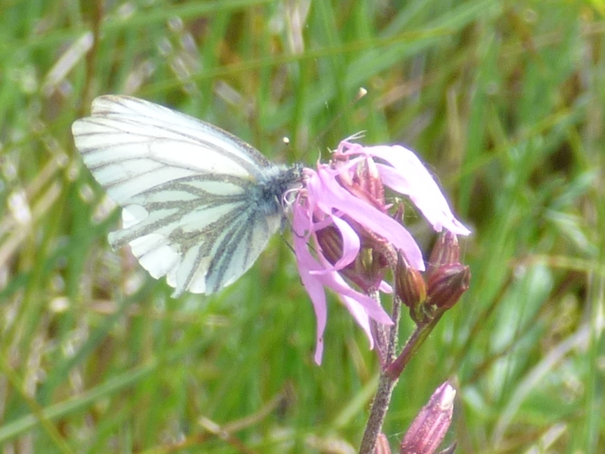 Pieris napi (Linnaeus, 1758)