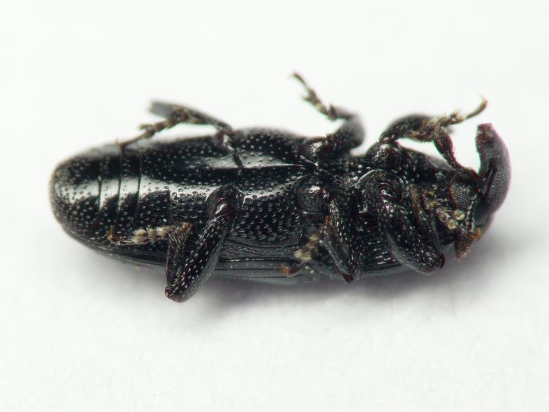 Labiaticola melas Boheman, 1836