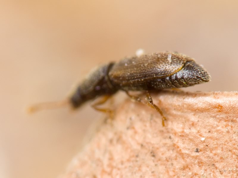 Monotoma bicolor A.Villa & G.Villa, 1835