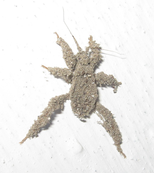 Reduvius personatus (Linnaeus, 1758)