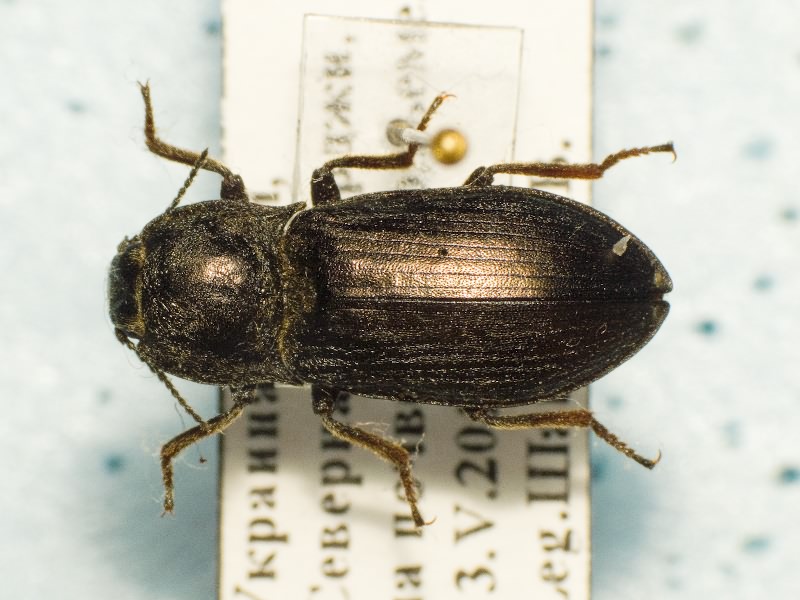 Selatosomus (Selatosomus) jailensis Dolin, 1971