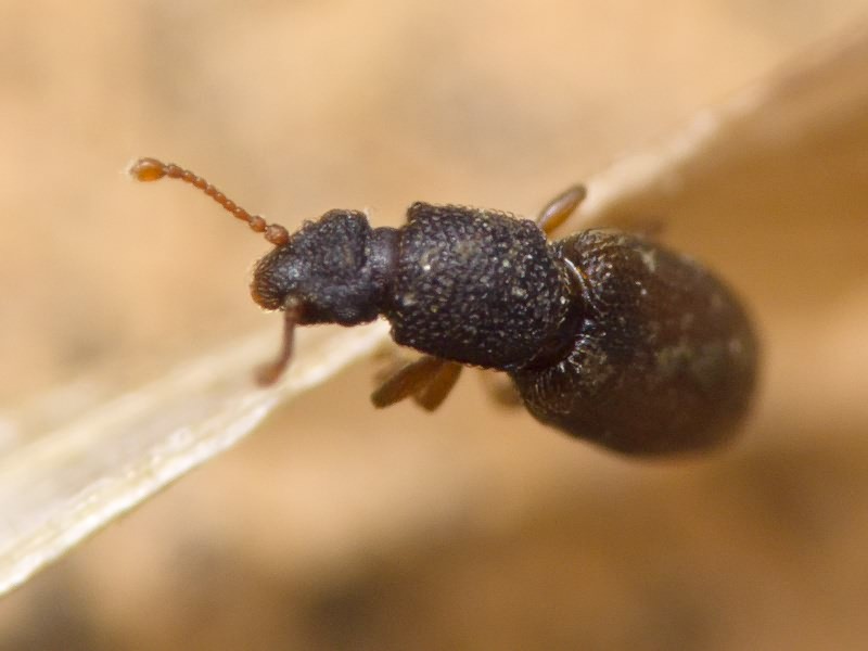 Monotoma bicolor A.Villa & G.Villa, 1835